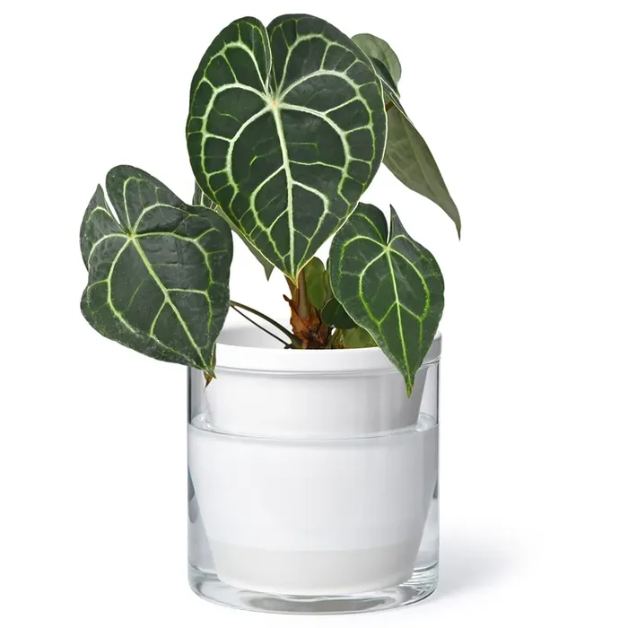 D‘Vine Dev 6 Inch Design Self Watering Planter For Indoor Plants, White Terracotta Pots With Cylinder Glass Cup, 37-X-B-2